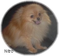 nitro2.jpg